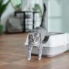 Frisco Open Top Cat Litter Box With Rim, Large -Frisco 141378 MAIN. AC SS1800 V1675279581