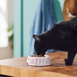 Frisco Pink Cute Cats Melamine Bowl -Frisco 216043 PT7. AC SS1800 V1633025211