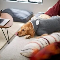 Frisco Bear Hooded Dog & Cat Sweater -Frisco 223786 PT7. AC SS1800 V1599566227