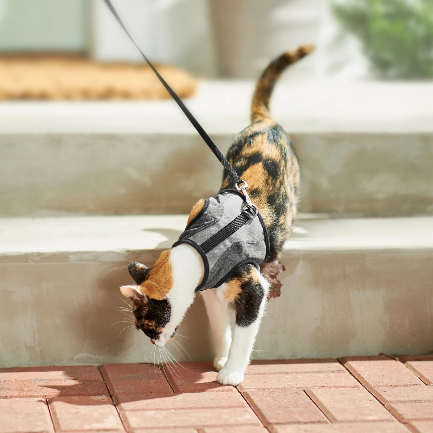 Frisco Wrap Cat Harness 8 Frisco Wrap Cat Harness - Image 6