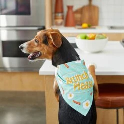Frisco Brunch Please Dog & Cat Bandana 15 Frisco Brunch Please Dog & Cat Bandana -Frisco 249207 PT5. AC SS1800 V1696597732