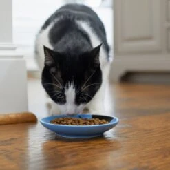 Frisco Cat Face Non-skid Ceramic Cat Dish, Blue -Frisco 256101 PT3. AC SS1800 V1617130591