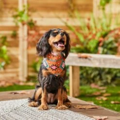 Frisco Southwest Dog & Cat Bandana -Frisco 267904 PT5. AC SS1800 V1637679734