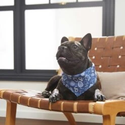 Frisco Fall Vibes Dog & Cat Bandana 15 Frisco Fall Vibes Dog & Cat Bandana -Frisco 267913 PT5. AC SS1800 V1637722289