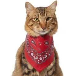 Frisco Red Paisley Dog & Cat Bandana -Frisco 267919 PT3. AC SS1800 V1637652719