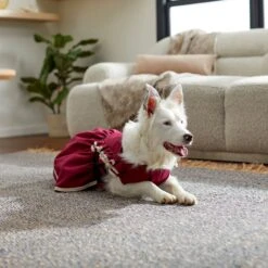 Frisco Plum Dog & Cat Dress -Frisco 268677 PT8. AC SS1800 V1629766023