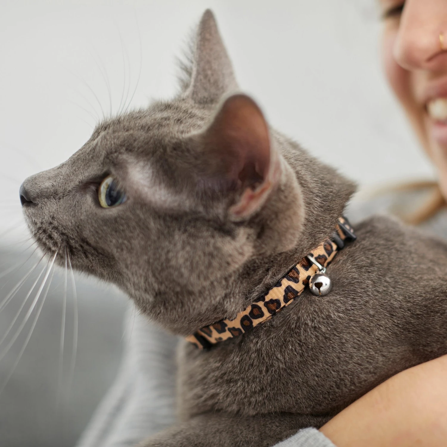 Leopard Print Cat Collar 6 Leopard Print Cat Collar - Image 4