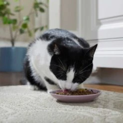 Frisco Paris Non-skid Ceramic Cat Dish & Frisco Paris Non-skid Ceramic Cat Dish -Frisco 302490 PT4. AC SS1800 V1623074555