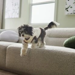 Frisco Problem Child Dog & Cat T-Shirt -Frisco 312064 PT5. AC SS1800 V1673303462