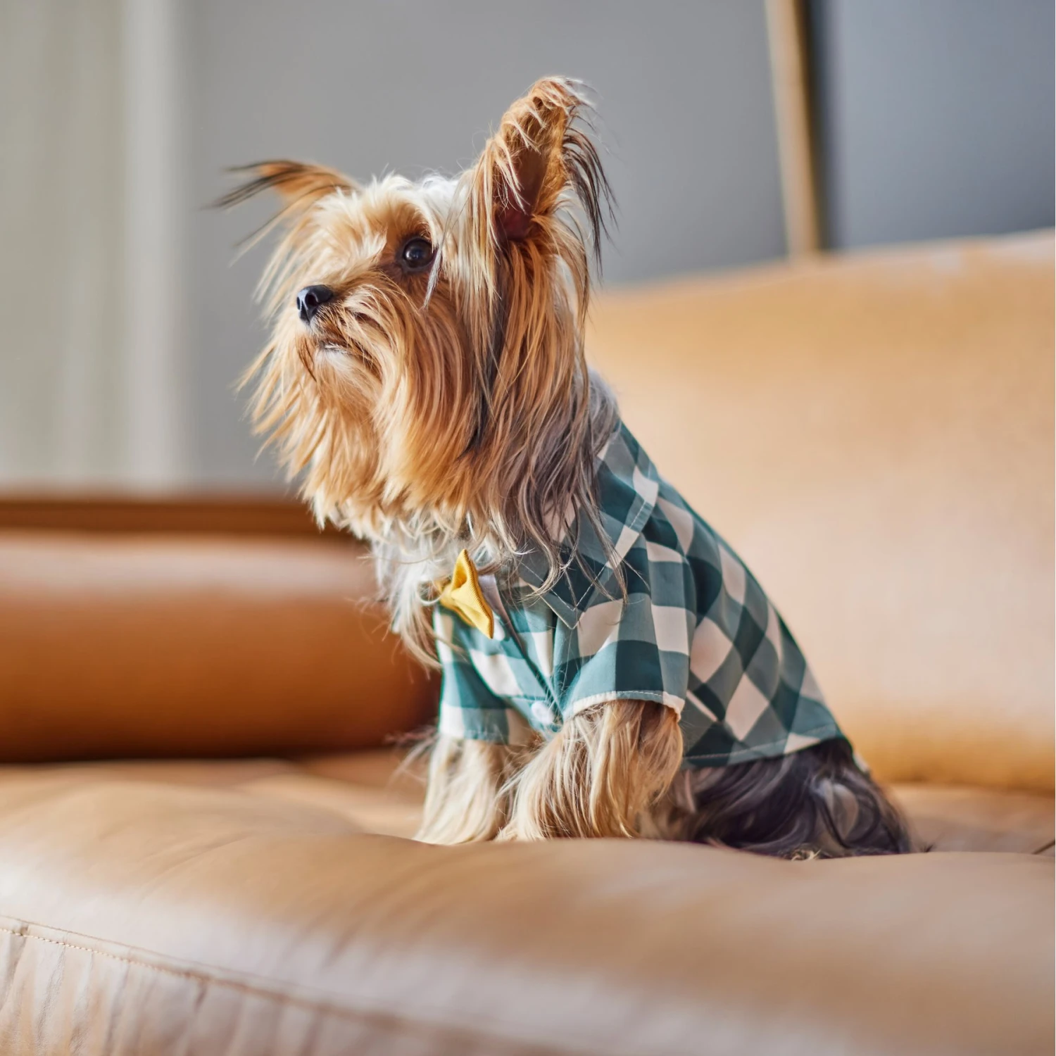 Frisco Boho Plaid Dog & Cat Shirt 10 Frisco Boho Plaid Dog & Cat Shirt - Image 8