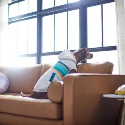 Frisco Striped Dog & Cat Hoodie -Frisco 312265 PT8. AC SS1800 V1644884817