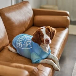 Frisco Peace Love Rescue Dog & Cat T-Shirt -Frisco 315068 PT8. AC SS1800 V1646351303