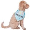 Frisco Party Animal Dog & Cat Bandana 1 Frisco Party Animal Dog & Cat Bandana -Frisco 315136 MAIN. AC SS1800 V1646438241