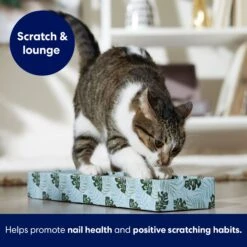 Frisco Single-Wide Cat Scratcher Toy With Catnip, Tropical Paradise, 2 Count -Frisco 347217 PT3. AC SS1800 V1659699275