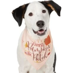 Frisco Cutest Pumpkin In The Patch Dog & Cat Bandana -Frisco 353777 PT2. AC SS1800 V1659010334