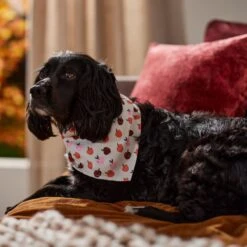 Frisco Apple Dog & Cat Bandana -Frisco 353786 PT6. AC SS1800 V1660749688