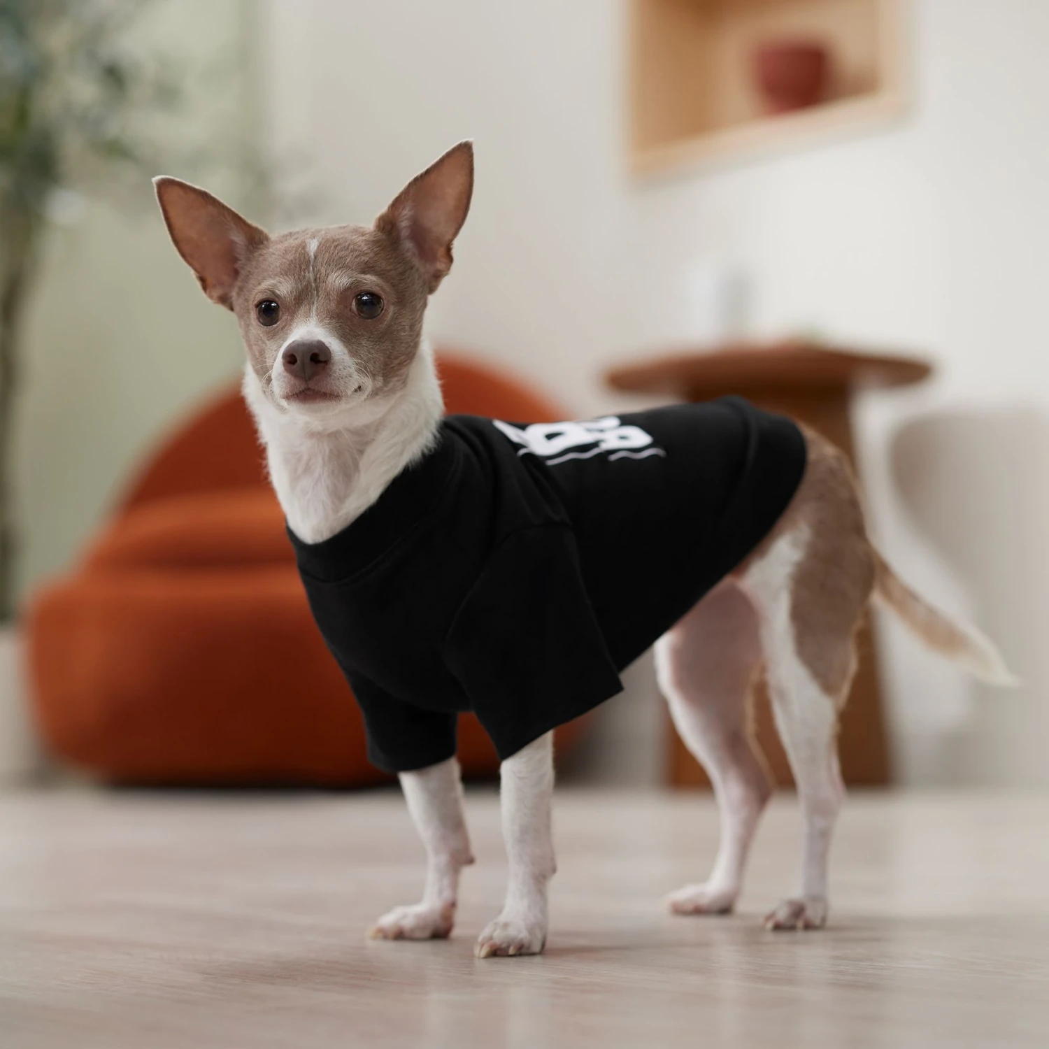 Frisco Big Boss Dog & Cat T-Shirt 8 Frisco Big Boss Dog & Cat T-Shirt - Image 6