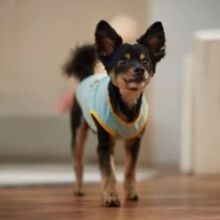 Frisco Just Another Day In Paradise Dog & Cat T-Shirt -Frisco 556406 PT5. AC SS1800 V1675099506