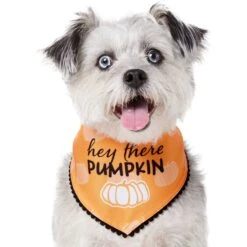 Frisco Hey There Pumpkin Dog & Cat Bandana -Frisco 706374 PT2. AC SS1800 V1690478413